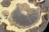 Polished Septarian Slab with Ammonite Fossil - Utah #149898-1